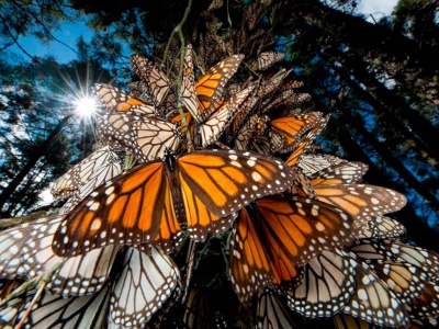 Бабочки Монарх, Космовитраль